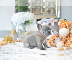 Small Photo #1 French Bulldog Puppy For Sale in FORT LAUDERDALE, FL, USA