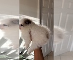 Small Photo #5 Pomeranian Puppy For Sale in LEHIGH ACRES, FL, USA