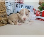 Small Photo #2 Miniature Australian Shepherd Puppy For Sale in COLLEGE STA, TX, USA