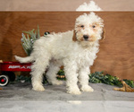 Puppy Hudson Goldendoodle (Miniature)