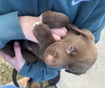 Small Photo #1 Labrador Retriever Puppy For Sale in MARYVILLE, TN, USA