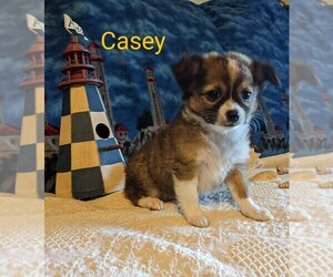 Chihuahua Puppy for sale in LEBANON, PA, USA