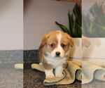 Small Photo #1 Pembroke Welsh Corgi Puppy For Sale in ROCK VALLEY, IA, USA