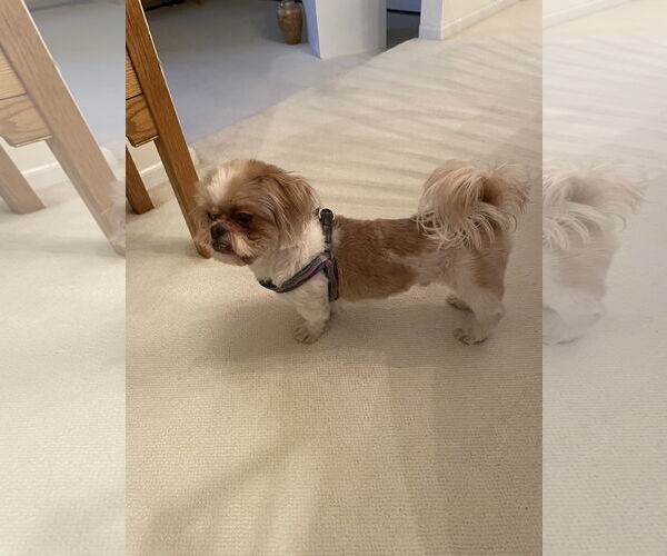 Medium Photo #3 Shih Tzu Puppy For Sale in Doylestown, PA, USA