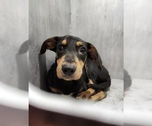 Rottweiler-Unknown Mix Dogs for adoption in San Antonio, TX, USA