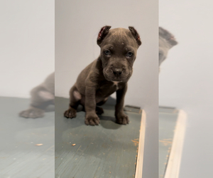 Cane Corso Puppy for sale in MIDDLETOWN, NY, USA