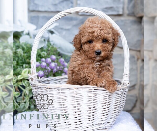 Medium Photo #3 Havapoo Puppy For Sale in LEWISBURG, PA, USA