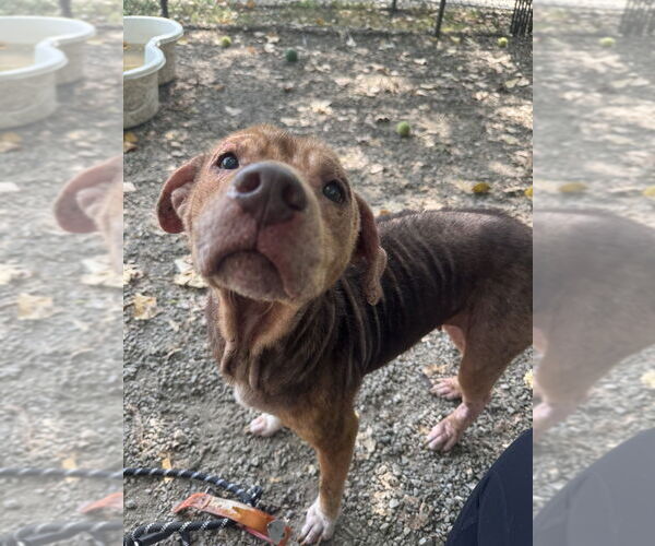 Medium Photo #3 Mutt Puppy For Sale in Elmsford, NY, USA