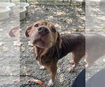Small #2 Mutt