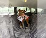 Small #10 American Pit Bull Terrier Mix