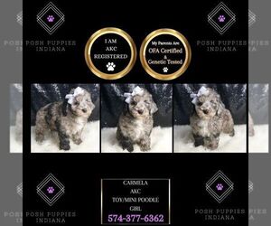 Poodle (Miniature) Puppy for sale in WARSAW, IN, USA