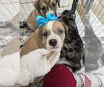Small #2 Australian Shepherd Mix