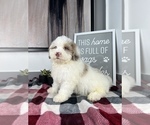 Small Photo #3 Miniature Bernedoodle Puppy For Sale in FRANKLIN, IN, USA