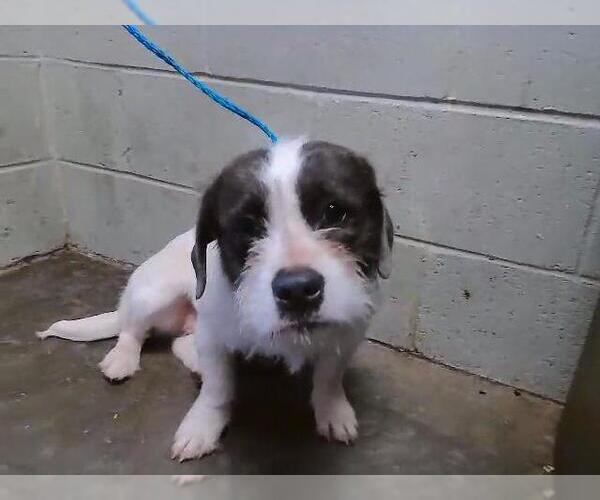 Medium Photo #1 Mutt Puppy For Sale in Tulsa, OK, USA