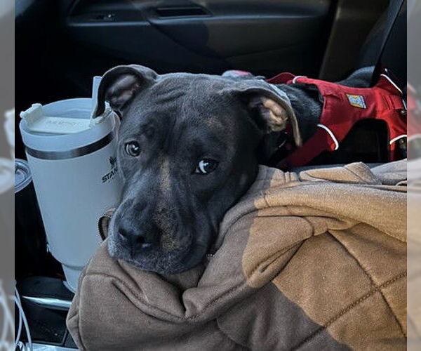 Medium Photo #9 American Pit Bull Terrier-Unknown Mix Puppy For Sale in Princeton, MN, USA