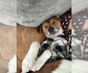 Michael Phelps Sussex - Male Jack Chi Dog for Adoption - Photo #9