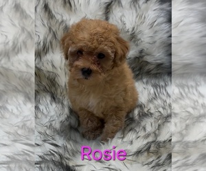 Poodle (Miniature) Puppy for Sale in AZLE, Texas USA