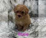 Image preview for Ad Listing. Nickname: Rosie