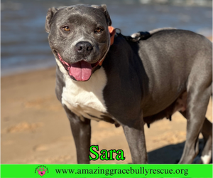 Sara - Female American Pit Bull Terrier-Unknown Mix Dog for Adoption - Photo #6