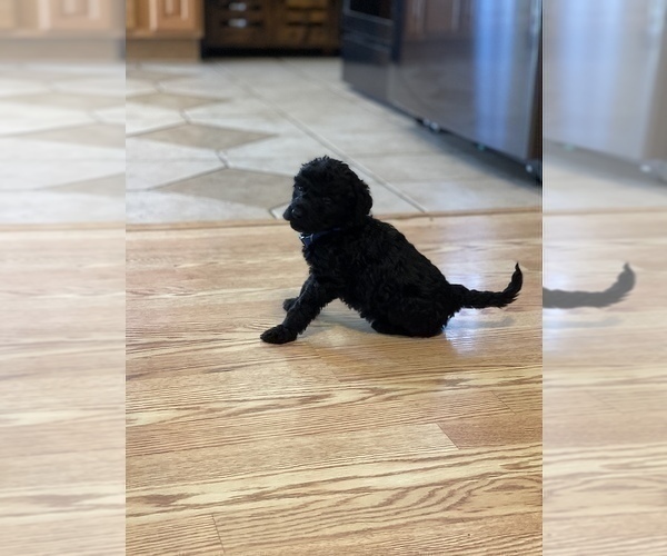 Medium Photo #8 Labradoodle Puppy For Sale in LIBERTY, IL, USA