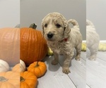 Small Photo #7 Goldendoodle Puppy For Sale in EUREKA, MO, USA