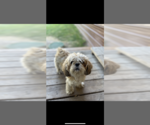 Shih Tzu Dog for Adoption in KALISPELL, Montana USA
