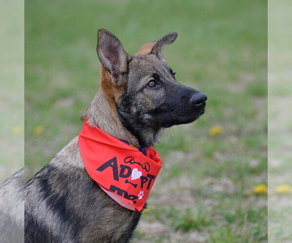 Medium Photo #23 German Shepherd Dog Puppy For Sale in Gretna, NE, USA