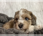 Puppy 4 Poodle (Miniature)-ShihPoo Mix