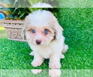 Aussiedoodle Toy Puppy for sale in CHICAGO, IL, USA