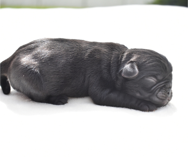 Medium Photo #8 Pug Puppy For Sale in PALM COAST, FL, USA