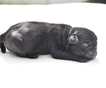 Small #7 Pug