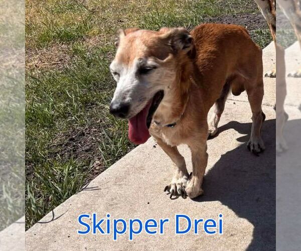 Medium Photo #6 Chiweenie Puppy For Sale in San Antonio, TX, USA