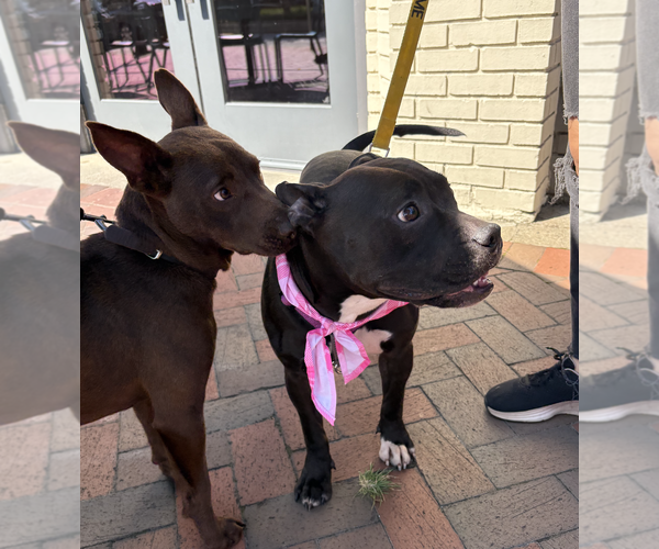 Medium Photo #3 American Bulldog-Unknown Mix Puppy For Sale in Decatur, GA, USA