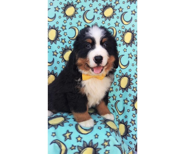 Medium Photo #1 Bernese Mountain Dog Puppy For Sale in LANCASTER, PA, USA