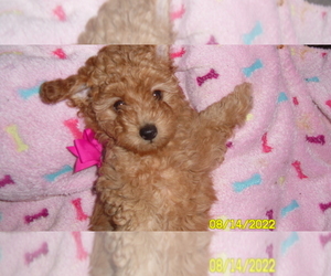 Poodle (Toy) Puppy for sale in DULUTH, GA, USA