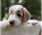 Small Photo #38 Goldendoodle Puppy For Sale in PIERSON, FL, USA