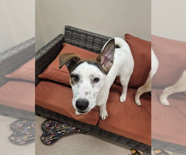 Medium Photo #2 Mutt Puppy For Sale in Elmsford, NY, USA