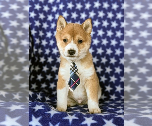 Medium Photo #1 Shiba Inu Puppy For Sale in PEACH BOTTOM, PA, USA