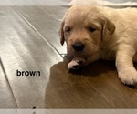 Puppy brown Golden Retriever