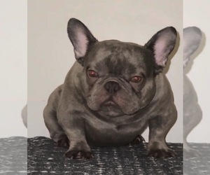 Father of the French Bulldog puppies born on 01/30/2026