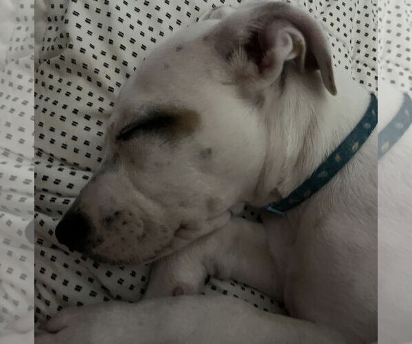 Medium Photo #9 Mutt Puppy For Sale in Brooklyn Center, MN, USA