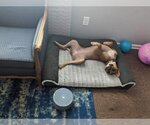 Small #11 Labrador Retriever Mix