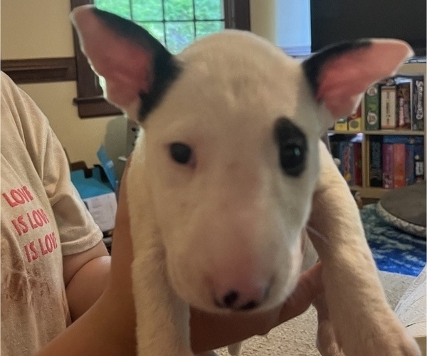 Medium Photo #1 Bull Terrier Puppy For Sale in ROCKY MOUNT, NC, USA