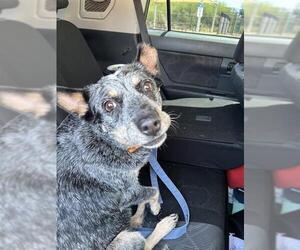 Mutt Dogs for adoption in San Antonio, TX, USA