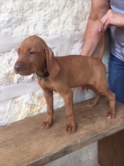 Vizsla Puppy for sale in GEORGE WEST, TX, USA
