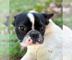 Small #2 French Bulldog Mix