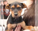 Small #2 Labrador Retriever Mix