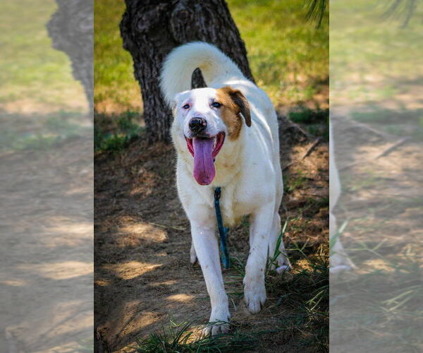 Medium Photo #2 Labrador Retriever-Unknown Mix Puppy For Sale in Evansville, IN, USA