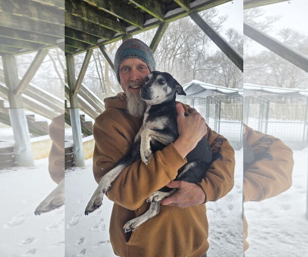 Medium Photo #2 Rat Terrier-Unknown Mix Puppy For Sale in Thomasville, NC, USA