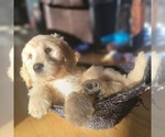 Small Photo #4 Goldendoodle Puppy For Sale in KIMBALL, MN, USA